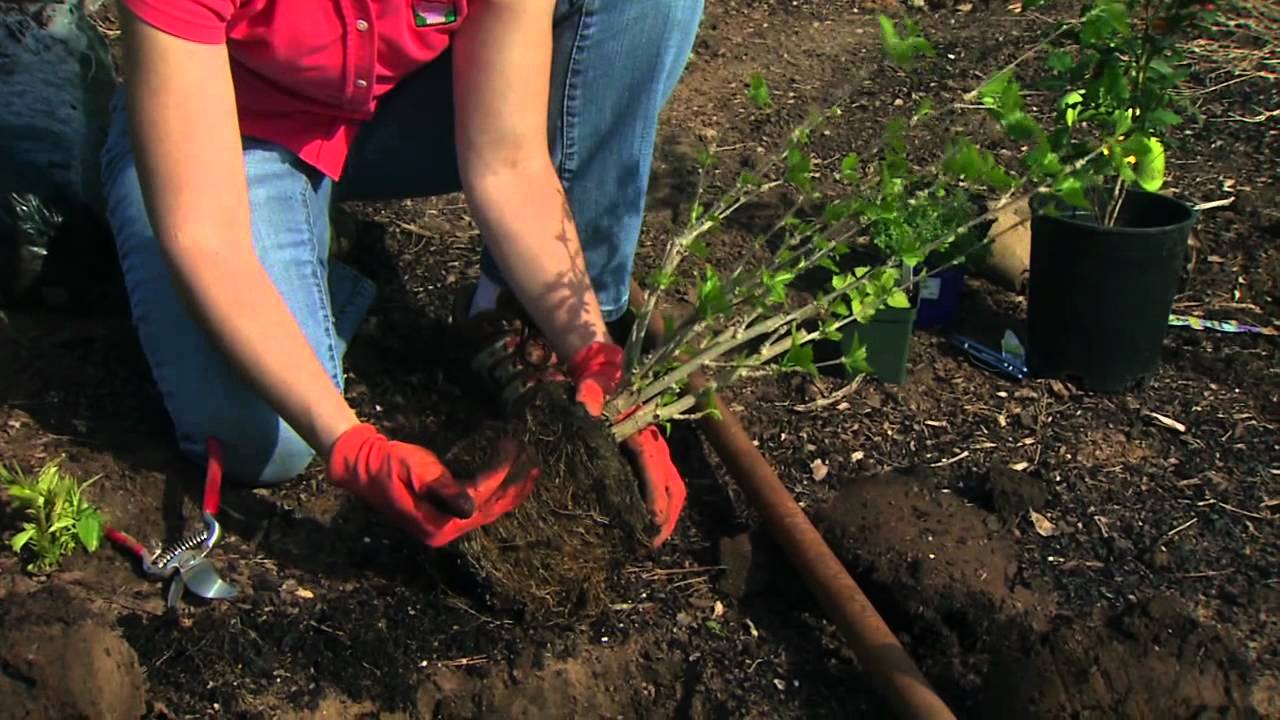 Stay Injury-Free While You Garden