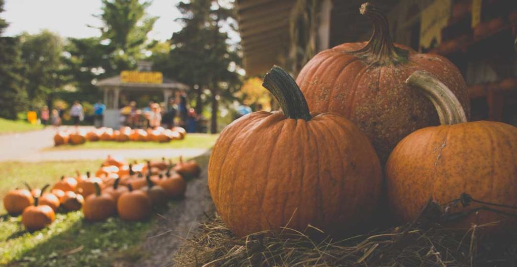 Pumpkin: A Nutritious Fall Favorite