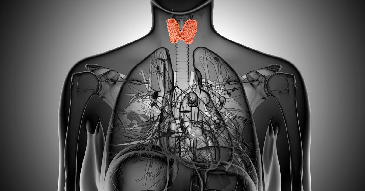 Thyroid 101 and How to Fight Imbalances with Proper Nutrition